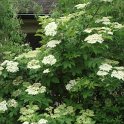 Sambucus nigra